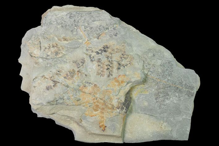 Pennsylvanian Fossil Fern (Sphenopteris) Plate - Kentucky #142425